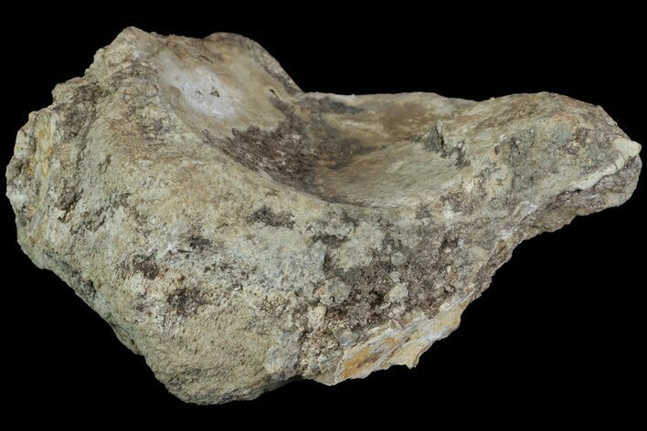 Bargain, Mosasaur (Platecarpus) Vertebra - Kansas #113056